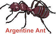 Ant